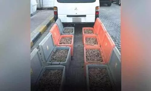 296 കി​ലോ​ഗ്രാം അ​ന​ധി​കൃ​ത ചെ​മ്മീ​ൻ പി​ടി​കൂ​ടി