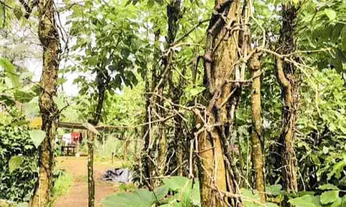 കഞ്ഞിക്കുഴിയിൽ കുരുമുളകിന്​ മഞ്ഞളിപ്പ് രോഗം