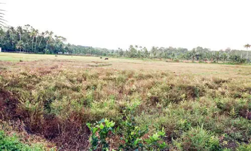 അധികൃതരുടെ അനാസ്ഥ; പാടശേഖരം തരിശായി