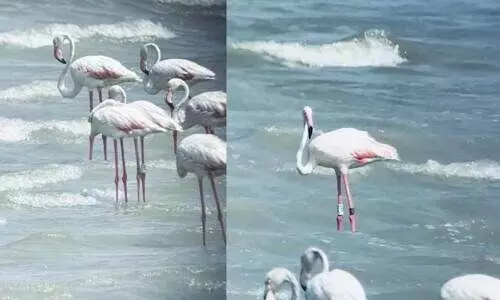 കാ​ലാ​വ​സ്ഥ മാ​റു​ന്നു; ദേ​ശാ​ട​നപ്പക്ഷി​ക​ൾ എ​ത്തി​ത്തുട​ങ്ങി