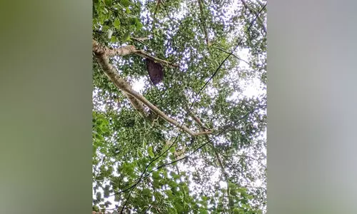 സ്കൂ​ൾ വ​ഴി​യി​ലെ തേ​നീ​ച്ചക്കൂട് വി​ദ്യാ​ർ​ഥി​ക​ൾ​ക്ക് ഭീ​ഷ​ണി​യാ​കു​ന്നു