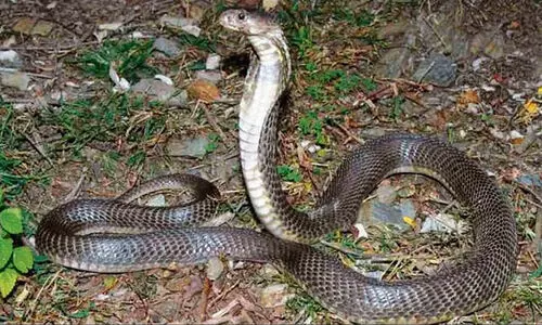 പ്രളയത്തിനുശേഷം പാമ്പുകടിയേറ്റ് 16 മരണം, 10,000 പേർക്ക് നേത്രരോഗം, 22,000 ചർമ്മ അണുബാധകൾ -പഞ്ചാബ് മന്ത്രി