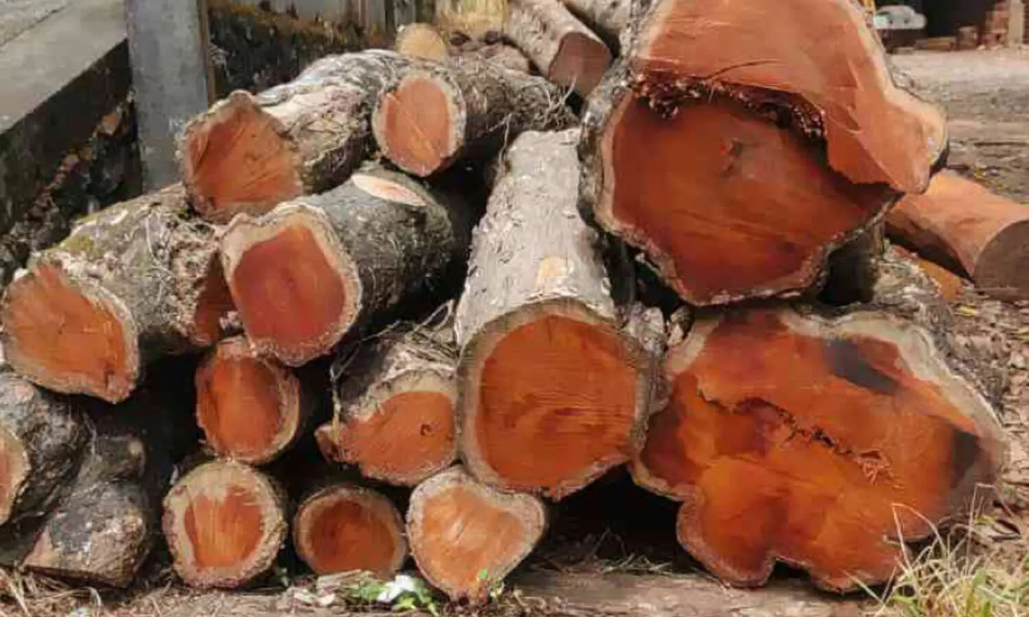 ചുള്ളക്കാട് സ്‌കൂൾ വളപ്പിൽനിന്ന് മുറിച്ചുകടത്തിയ പ്ലാവുകൾ നെല്ലിക്കുത്തിലെ മില്ലിൽ കണ്ടെത്തി