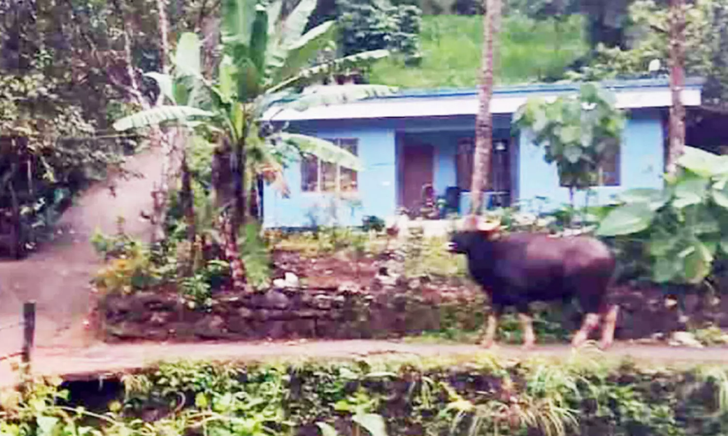 കാട്​ കയറാതെ വന്യ മൃഗങ്ങൾ; ഭയപ്പാടിൽ ജനം