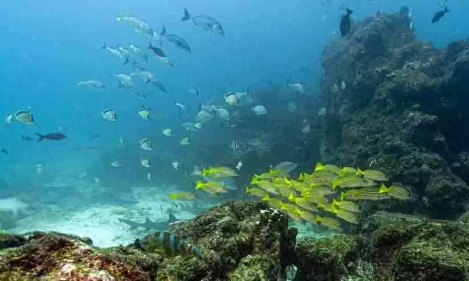 Key oceans treaty crosses threshold to come into force