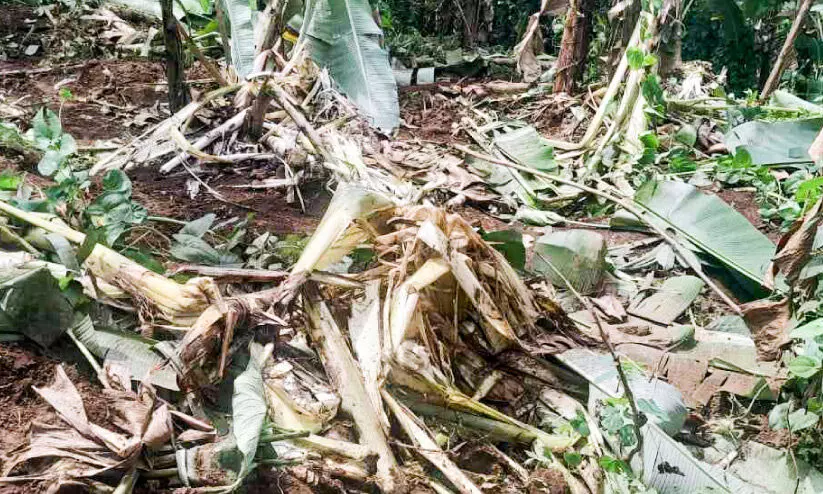 തവളപ്പാറയിൽ കാട്ടാനക്കലി!... തവളപ്പാറയിൽ കാട്ടാനക്കലി!...