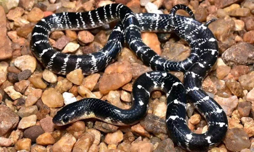 കടിച്ച പാമ്പിനെ തിരിച്ചുകടിച്ച് തല മുറിച്ചുമാറ്റി, അരികിൽ വെച്ച് ഉറങ്ങി; യുവാവ് ഗുരുതര നിലയിൽ