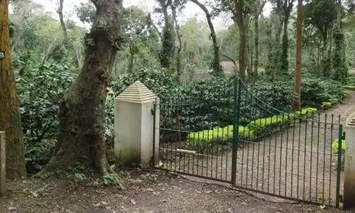 കോടതിയിൽ കേസുള്ള ആലത്തൂർ എസ്റ്റേറ്റിൽനിന്ന് മരം മുറിക്കാൻ നീക്കം കോടതിയിൽ കേസുള്ള ആലത്തൂർ എസ്റ്റേറ്റിൽനിന്ന് മരം മുറിക്കാൻ നീക്കം