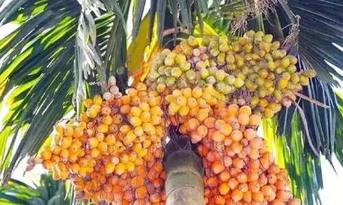 മലയോരത്തെ കമുകിൻ തോട്ടങ്ങളിൽ മഹാളി രോഗം വ്യാപകം മലയോരത്തെ കമുകിൻ തോട്ടങ്ങളിൽ മഹാളി രോഗം വ്യാപകം