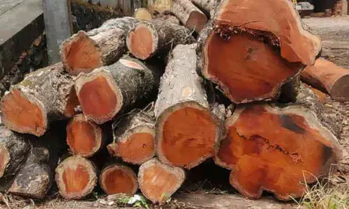 ചുള്ളക്കാട് സ്കൂൾ വളപ്പിൽനിന്ന് മുറിച്ചുകടത്തിയ പ്ലാവുകൾ നെല്ലിക്കുത്തിലെ മില്ലിൽ കണ്ടെത്തി ചുള്ളക്കാട് സ്കൂൾ വളപ്പിൽനിന്ന് മുറിച്ചുകടത്തിയ പ്ലാവുകൾ നെല്ലിക്കുത്തിലെ മില്ലിൽ കണ്ടെത്തി