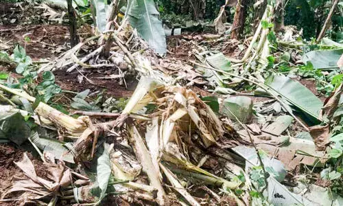 തവളപ്പാറയിൽ കാട്ടാനക്കലി!...