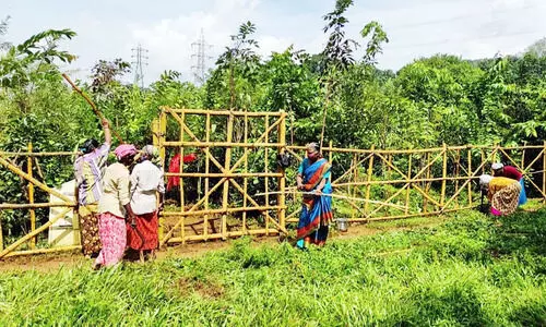 പണ്ട് കുപ്പത്തൊട്ടി, ഇന്ന് മനം നിറയ്ക്കും പച്ചത്തുരുത്ത് പണ്ട് കുപ്പത്തൊട്ടി, ഇന്ന് മനം നിറയ്ക്കും പച്ചത്തുരുത്ത്