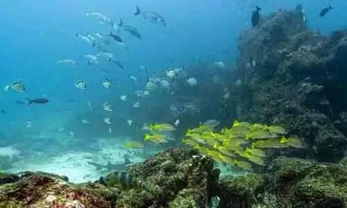 Key oceans treaty crosses threshold to come into force