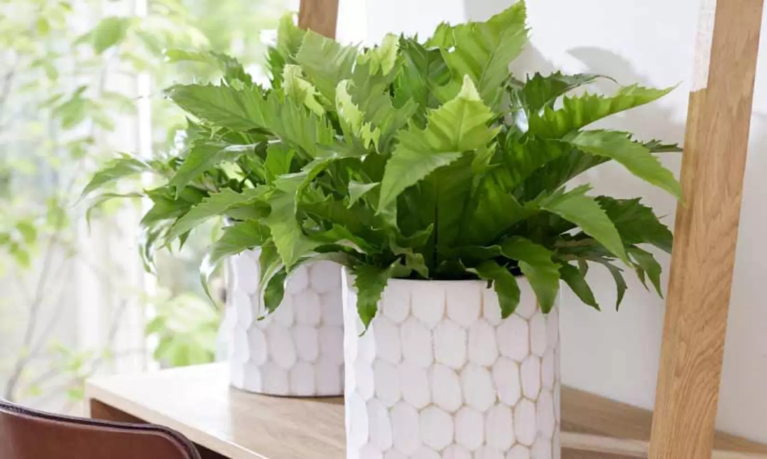 ഇ​ൻ​ഡോ​റി​ൽ വ​ള​ർ​ത്താ​ൻ പ​റ്റി​യ ചെ​ടി