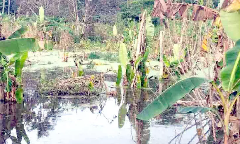 ദേശീയപാത നിർമാണം; കൃഷിഭൂമി വെള്ളത്തിനടിയിലായി ദേശീയപാത നിർമാണം; കൃഷിഭൂമി വെള്ളത്തിനടിയിലായി