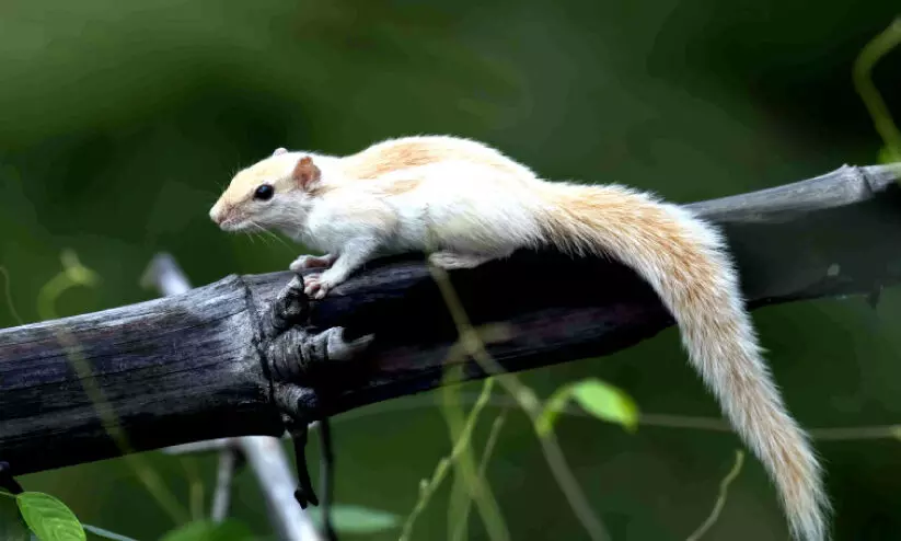 rare species rare species