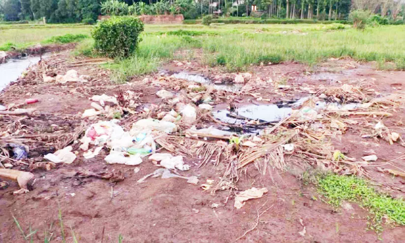വില്ലനായി കയർ ഭൂവസ്ത്രം; ഏക്കർ കണക്കിന് വയൽ തരിശായി
