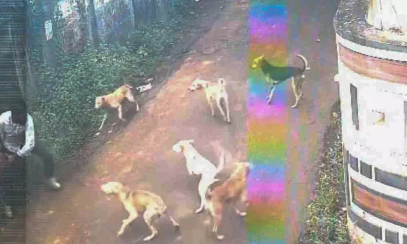 ഓപറേഷൻ സീറോ റാബിസ് പദ്ധതി താളം തെറ്റി; പൊന്നാനിയിൽ ആര് നിയന്ത്രിക്കും   തെരുവുനായ്ക്കളെ ? ഓപറേഷൻ സീറോ റാബിസ് പദ്ധതി താളം തെറ്റി; പൊന്നാനിയിൽ ആര് നിയന്ത്രിക്കും   തെരുവുനായ്ക്കളെ ?