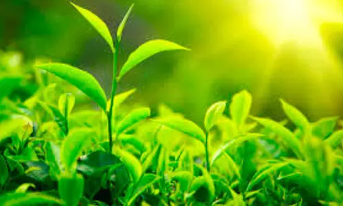 കേരളത്തിന്‍റെ തേയില, കാപ്പി ഉൽ​പാദനം 1.45 ലക്ഷം ടൺ