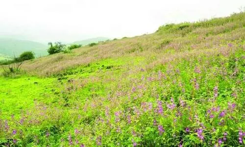 ഖ​രീ​ഫ് സീ​സ​ണി​ന് വി​ട ഇ​നി സ​ർ​ബ് നാ​ളു​ക​ൾ