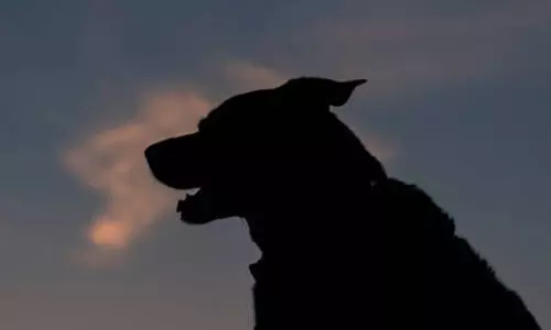 11 പേരെ കടിച്ച നായക്ക്​ പേവിഷബാധ സ്ഥിരീകരിച്ചു