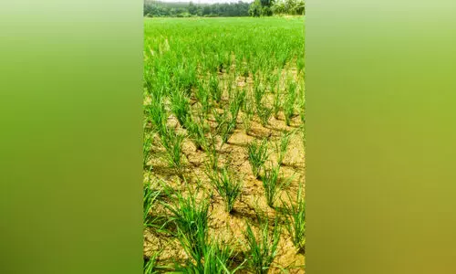 പമ്പിങ് ആരംഭിച്ചില്ല; കുണ്ടോപ്പാടത്ത് കൃഷിനാശത്തിന് സാധ്യത