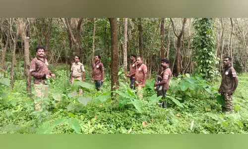 മ​നു​ഷ്യ-​വ​ന്യ​ജീ​വി സം​ഘ​ർ​ഷം: പ​രാ​തി​ക​ളി​ൽ ന​ട​പ​ടി തു​ട​ങ്ങി