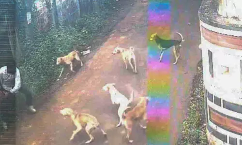 ഓപറേഷൻ സീറോ റാബിസ് പദ്ധതി താളം തെറ്റി; പൊന്നാനിയിൽ ആര് നിയന്ത്രിക്കും   തെരുവുനായ്ക്കളെ ? ഓപറേഷൻ സീറോ റാബിസ് പദ്ധതി താളം തെറ്റി; പൊന്നാനിയിൽ ആര് നിയന്ത്രിക്കും   തെരുവുനായ്ക്കളെ ?