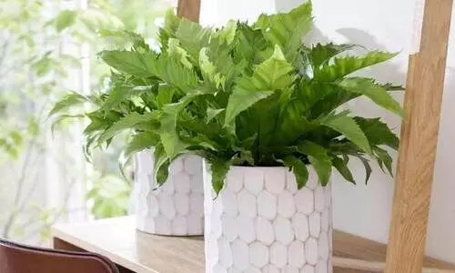 ഇ​ൻ​ഡോ​റി​ൽ വ​ള​ർ​ത്താ​ൻ പ​റ്റി​യ ചെ​ടി