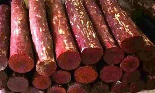 മഹാരാഷ്ട്രയിൽ 12 കോടിയുടെ രക്ത ചന്ദനവേട്ട