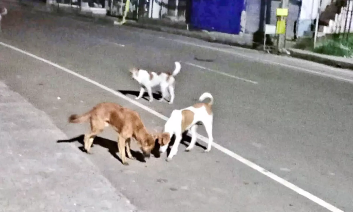 തെ​രു​വു​നാ​യ് ആക്ര​മ​ണം; പൊ​ഴു​ത​ന​യി​ൽ ര​ണ്ടുപേ​ർ​ക്ക് ക​ടി​യേ​റ്റു