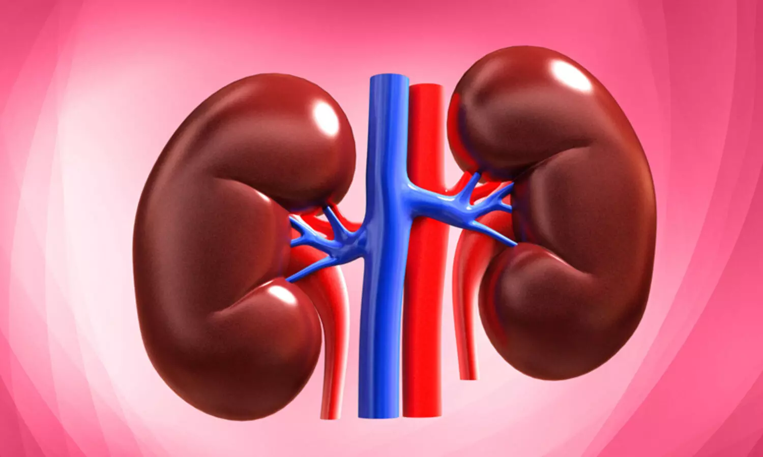 kidney