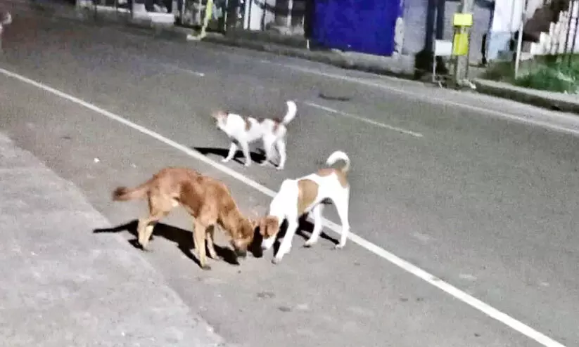 തെരുവുനായ് ആക്രമണം; പൊഴുതനയിൽ രണ്ടുപേർക്ക് കടിയേറ്റു തെരുവുനായ് ആക്രമണം; പൊഴുതനയിൽ രണ്ടുപേർക്ക് കടിയേറ്റു