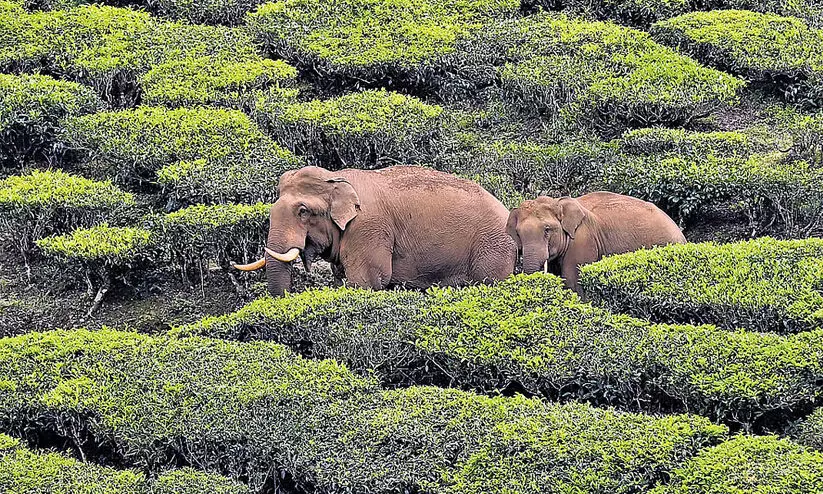 വ​ന്യ​ജീ​വി ആ​ക്ര​മ​ണം; ഹെ​ൽ​പ് ഡെ​സ്കു​ക​ളി​ൽ പ​രാ​തി പ്ര​വാ​ഹം