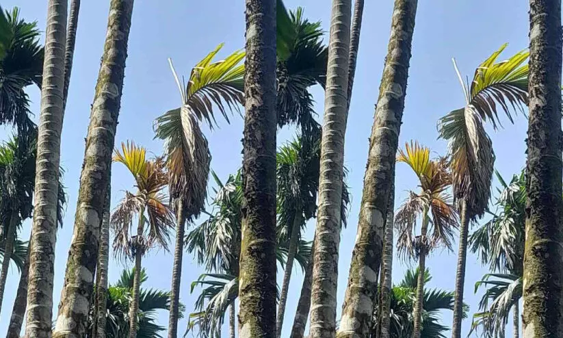 ക​വു​ങ്ങി​ലെ കാ​യ​പൊ​ഴി​യ​ലും മ​ണ്ട​ചീ​യ​ലും; ക​ർ​ഷ​ക​ർ ആ​ശ​ങ്ക​യി​ൽ