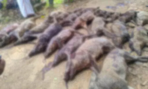 ഒ​റ്റ​പ്പാ​ല​ത്ത് 24 കാ​ട്ടു​പ​ന്നി​ക​ളെ കൊ​ന്നു