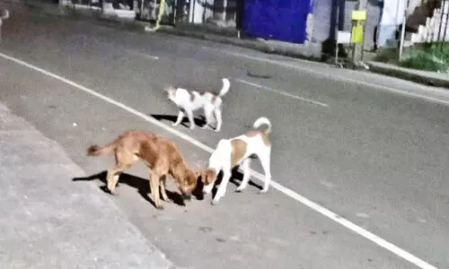 തെ​രു​വു​നാ​യ് ആക്ര​മ​ണം; പൊ​ഴു​ത​ന​യി​ൽ ര​ണ്ടുപേ​ർ​ക്ക് ക​ടി​യേ​റ്റു