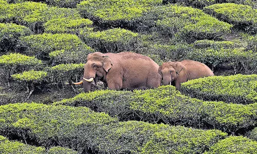 വ​ന്യ​ജീ​വി ആ​ക്ര​മ​ണം; ഹെ​ൽ​പ് ഡെ​സ്കു​ക​ളി​ൽ പ​രാ​തി പ്ര​വാ​ഹം