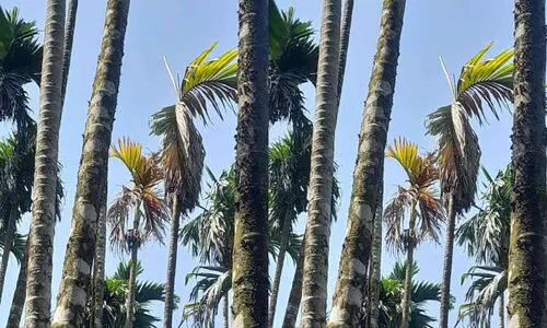 ക​വു​ങ്ങി​ലെ കാ​യ​പൊ​ഴി​യ​ലും മ​ണ്ട​ചീ​യ​ലും; ക​ർ​ഷ​ക​ർ ആ​ശ​ങ്ക​യി​ൽ