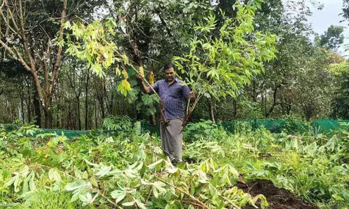 കൃ​ഷി ന​ശി​പ്പി​ച്ച് കാ​ട്ടു​പ​ന്നി​ക​ൾ; ഈ ​ക​ണ്ണീ​രി​ന് ആ​ര് ന​ഷ്ട​പ​രി​ഹാ​രം ന​ൽ​കും