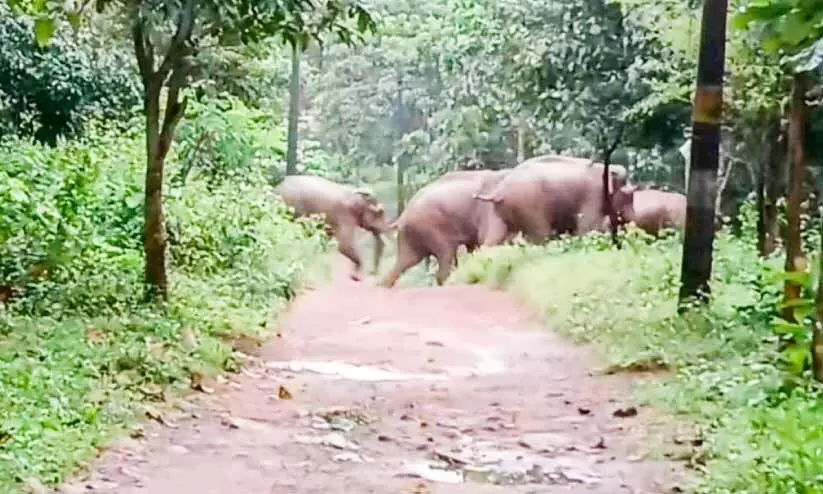 ജനവാസമേഖലകളിൽനിന്ന്​ കാട്ടാനകളെ തുരത്തി