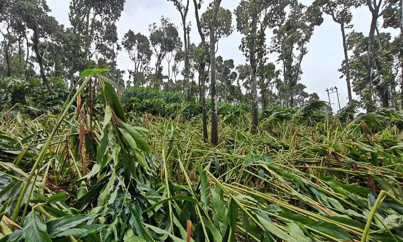 പ്രതികൂല കാലാവസ്ഥ; ജില്ലയില് അഞ്ച് കോടിയുടെ കൃഷി നാശം പ്രതികൂല കാലാവസ്ഥ; ജില്ലയില് അഞ്ച് കോടിയുടെ കൃഷി നാശം