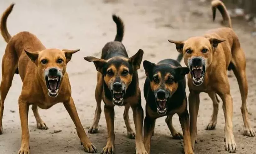 തെരുവുനായ്ക്കൾക്ക് അഭയകേന്ദ്രം; പിടിച്ച് നൽകിയാൽ 500 രൂപ തെരുവുനായ്ക്കൾക്ക് അഭയകേന്ദ്രം; പിടിച്ച് നൽകിയാൽ 500 രൂപ