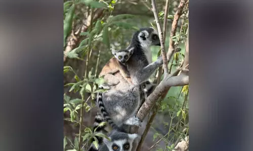 പു​തി​യ കാ​ഴ്ച​ക​ളു​മാ​യി ഷാ​ർ​ജ സ​ഫാ​രി തു​റ​ന്നു