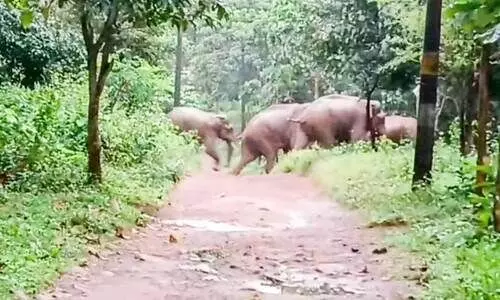 ജനവാസമേഖലകളിൽനിന്ന്​ കാട്ടാനകളെ തുരത്തി