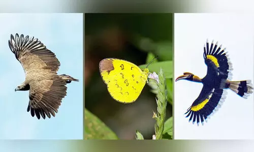 പെരിയാർ കുടുവ സംരക്ഷണ കേന്ദ്രം ജീവജാല വൈവിധ്യ ഹോട്​സ്​പോട്ട്​