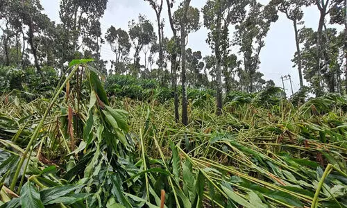 പ്രതികൂല കാലാവസ്ഥ; ജില്ലയില്‍ അഞ്ച്​ കോടിയുടെ കൃഷി നാശം