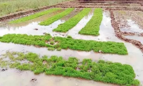 പാടശേഖരങ്ങളിൽ കാട്ടുപന്നി ശല്യം രൂക്ഷം; കർഷകർ ദുരിതത്തിൽ