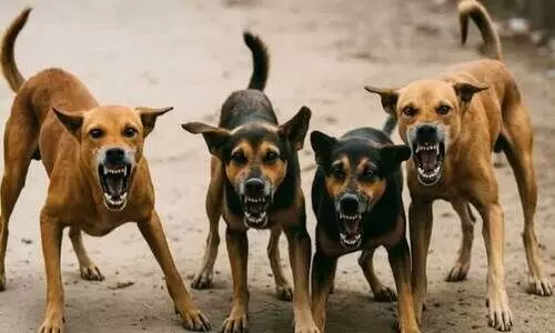 തെരുവുനായ്ക്കൾക്ക് അഭയകേന്ദ്രം; പിടിച്ച് നൽകിയാൽ 500 രൂപ