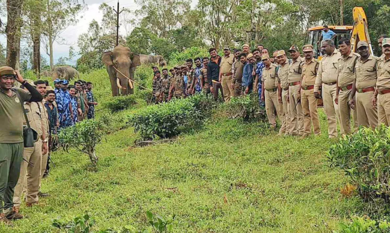 കാ​ട്ടാ​ന​യെ മ​യ​ക്കു​വെ​ടിവെ​ച്ച് പി​ടി​കൂ​ടി; മു​തു​മ​ല​യി​ലെ​ത്തി​ച്ച് മെ​രു​ക്കും